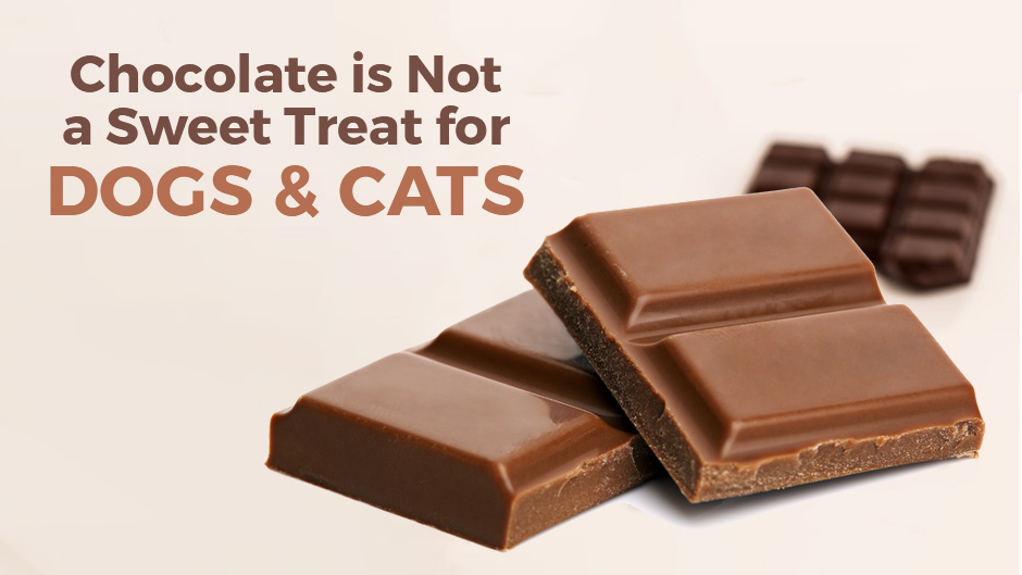 are cats or dogs chocolate