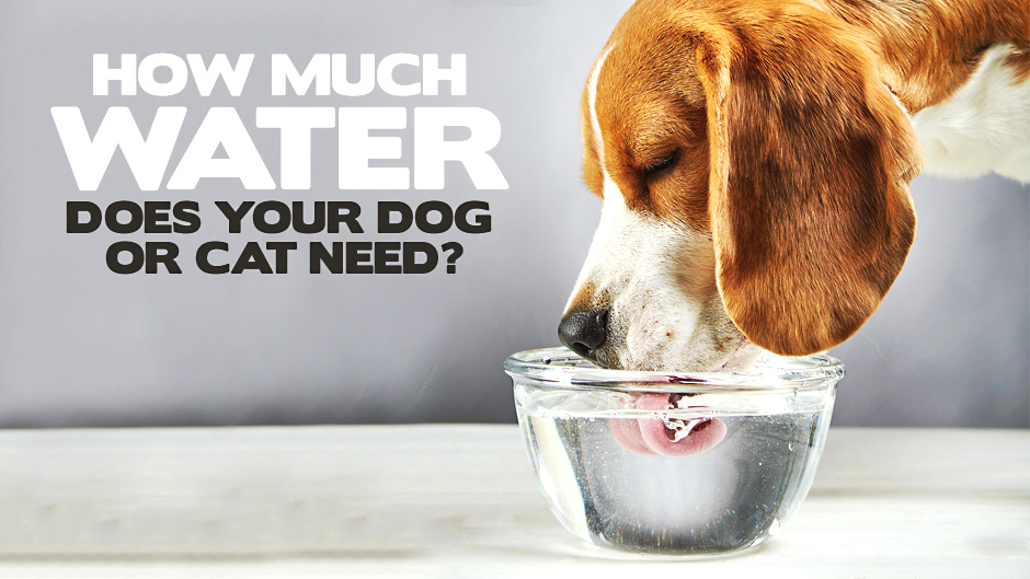How Much Water Does Your Dog or Cat Need?