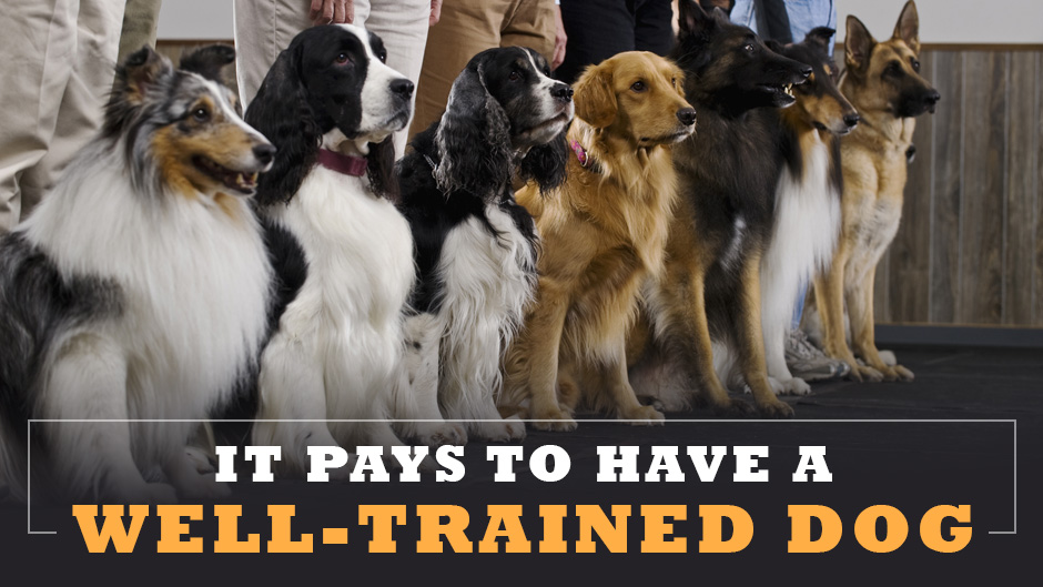 when should a dog be fully trained