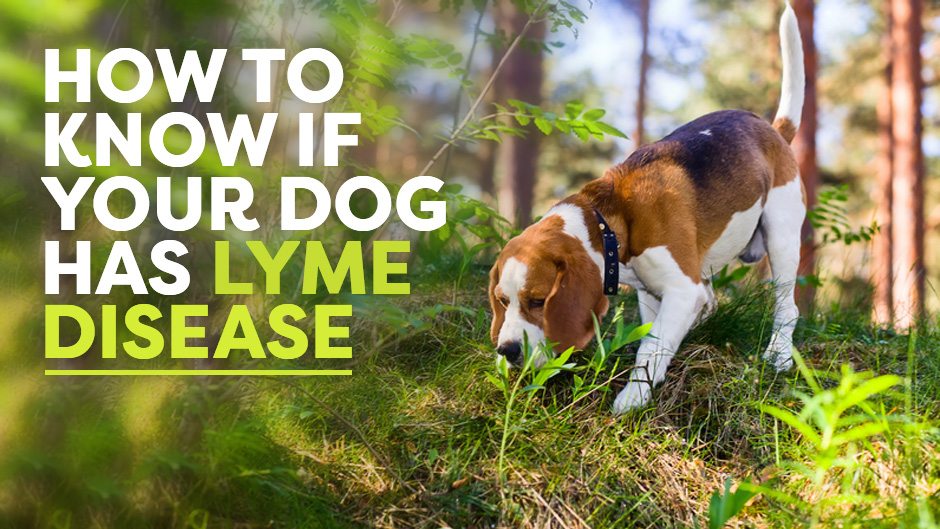 How Do I Know If My Dog Has Lymes Disease