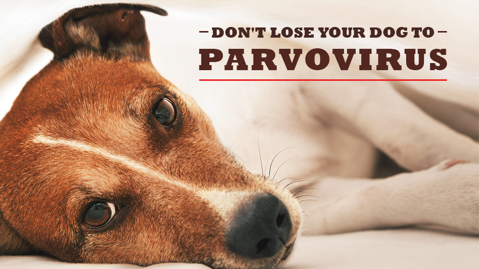 Surviving parvo hot sale in dogs