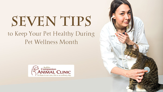 Wellness Wisdom for Pets: A Guide to Holistic Health