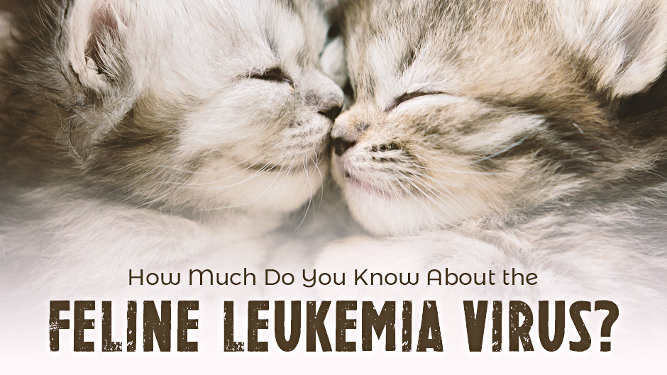 feline leukemia virus