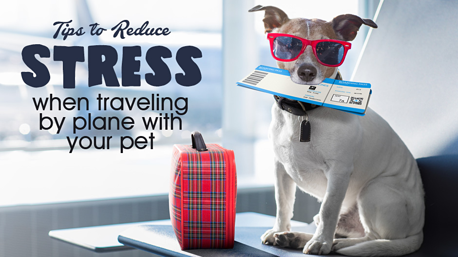 Tips For Long Flights With Your Pets