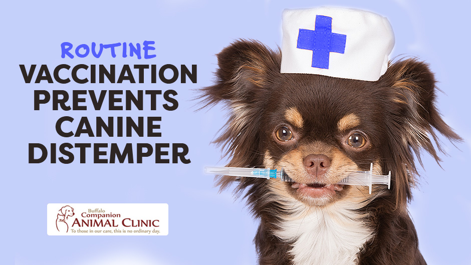 how is canine distemper treated