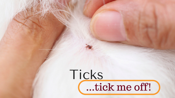 ticks