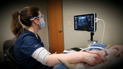 ultrasound and dog