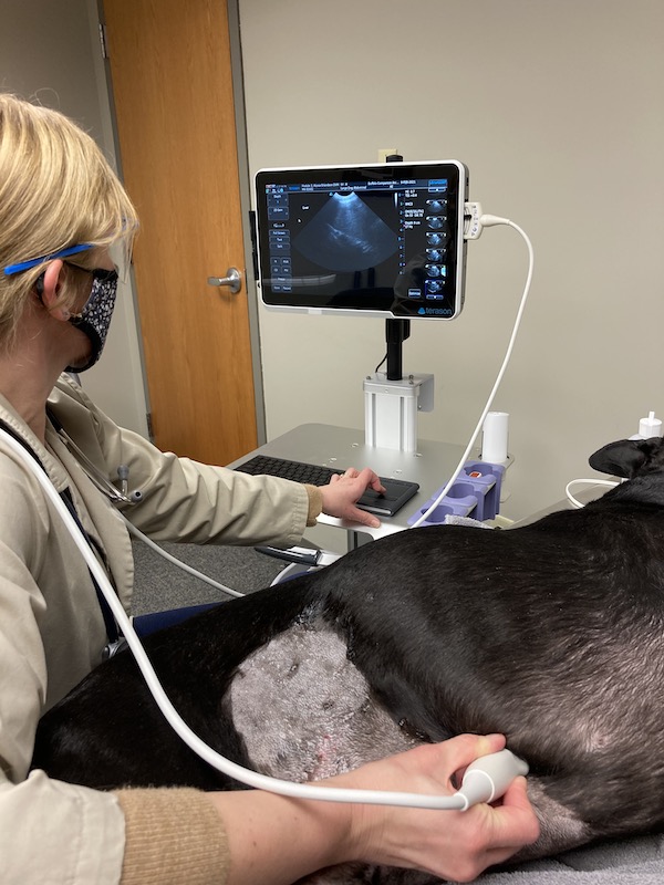 pet getting an ultrasound