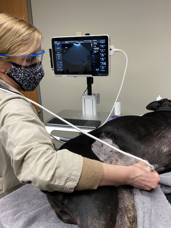 pet getting an ultrasound
