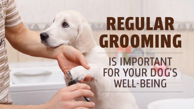 Regular Grooming is Important for Your Dog's Well-Being