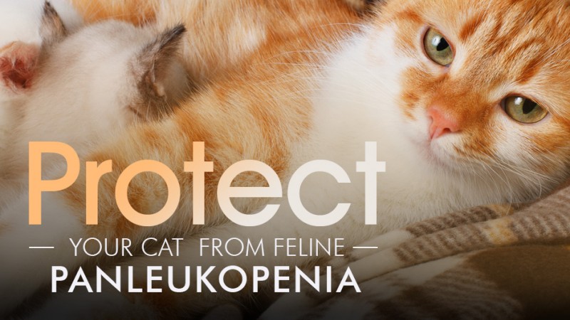 Feline hotsell distemper treatment